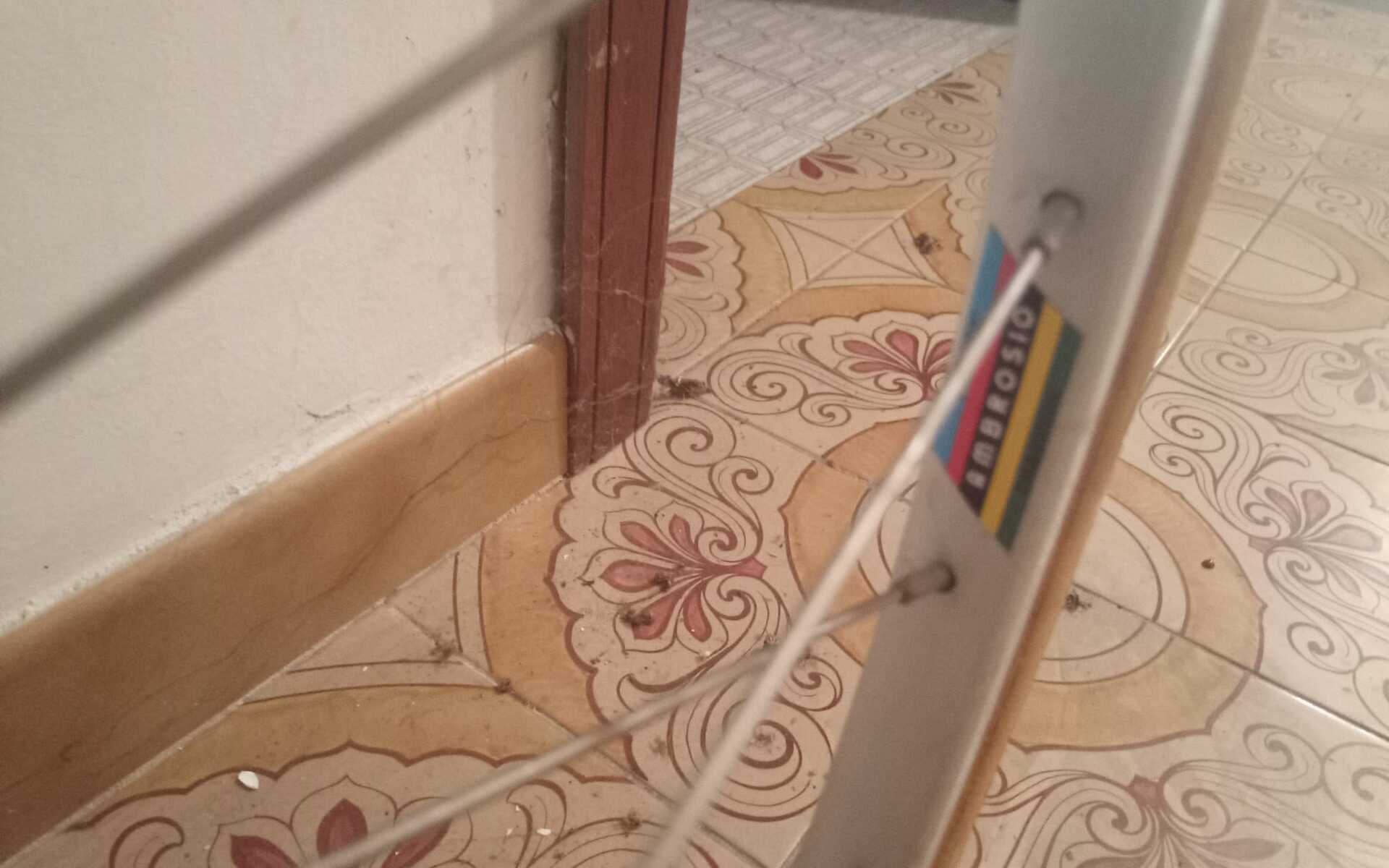 Bici da corsa Vicini Giovanissimi, Usata, 2014, Torino